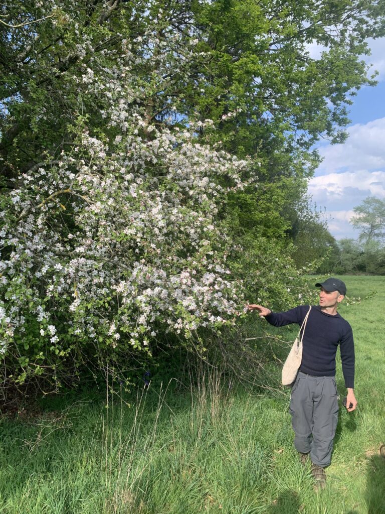 Shared experiences - a forager guide shows us edible flowers from a tree