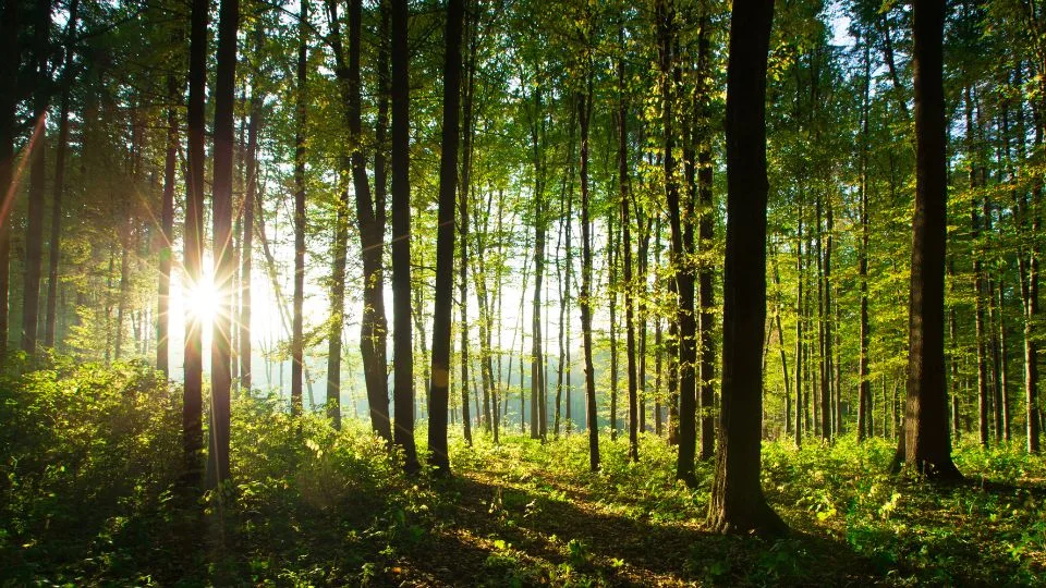 An image of a forest, with a low sun shining between the trunks of the trees, making the leaves glow green